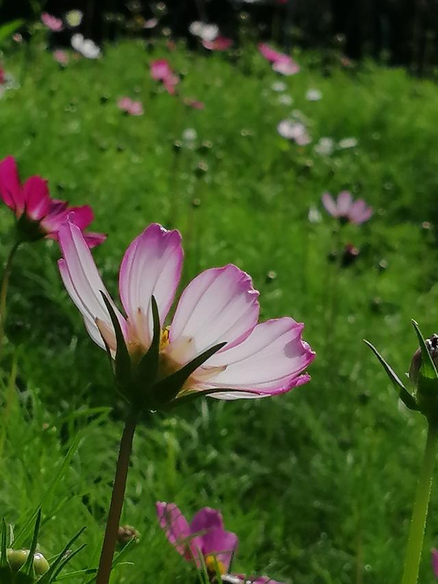 格桑花波斯菊