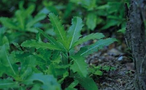 阔叶杂草大合集，附赠一份除草方法22