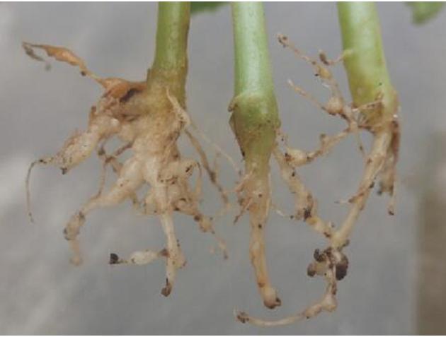 黄瓜根结线虫病——病害侵染率达100%,附病症图片和农药防治方法3