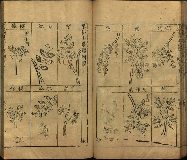 李时珍巨著《本草纲目》插图上卷（1596年刻本）