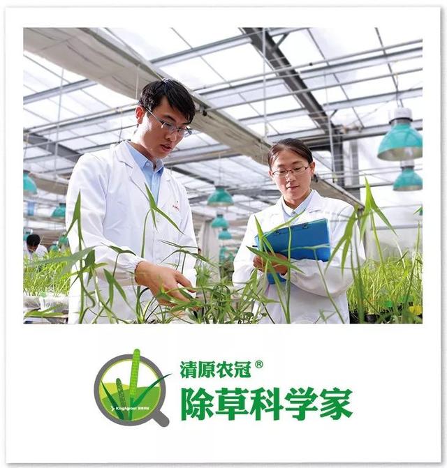 小麦田节节麦与阔叶杂草混发区域年前化除指南丨除草科学家专栏13