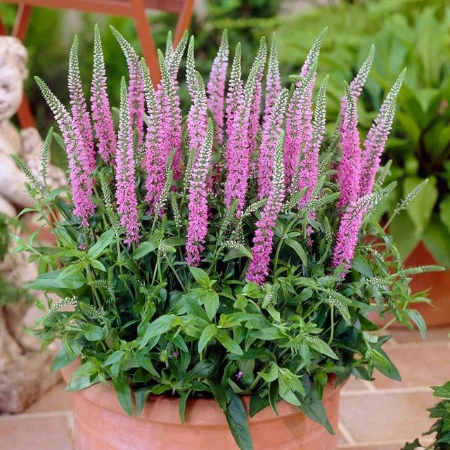 夏天开的花 夏天开的花（夏天开的花树） 生活