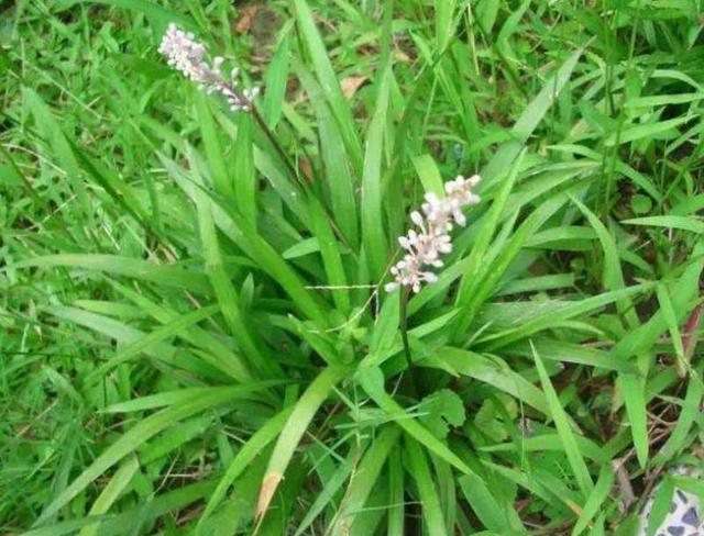 农村这种草一斤60元(它原产我国见到别当成)(3)