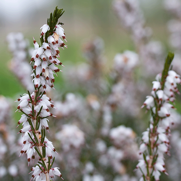 白菊花代表什么意思