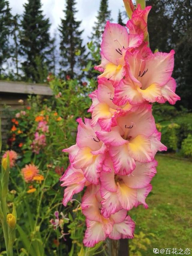 教师节送什么花好