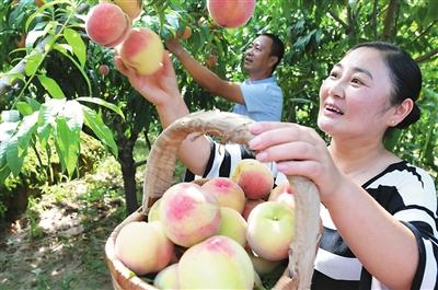 农民种桃树，果树长势旺结果少？教你正确使用多效唑，桃子结满枝6