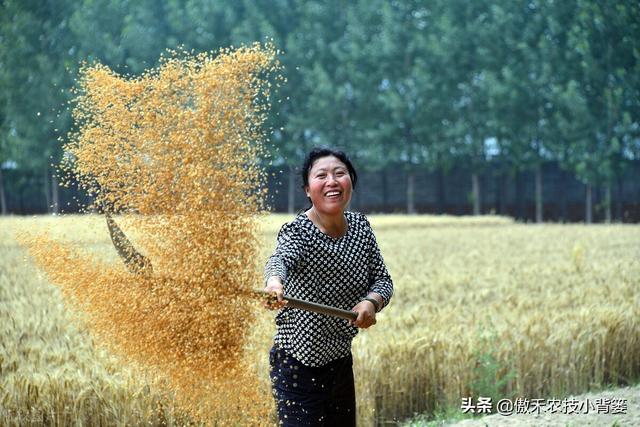 麦子什么时候成熟