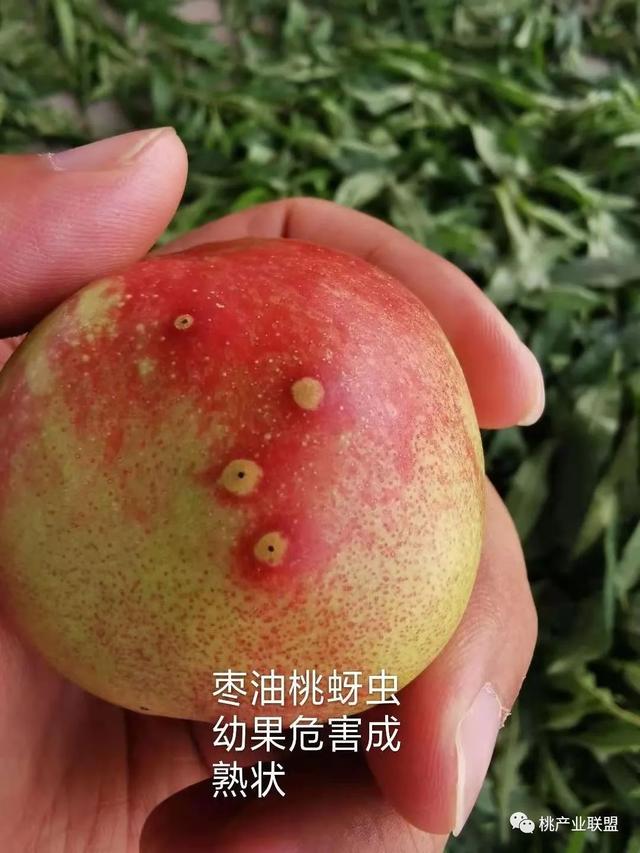 防治桃树病虫害的关键在幼果期7