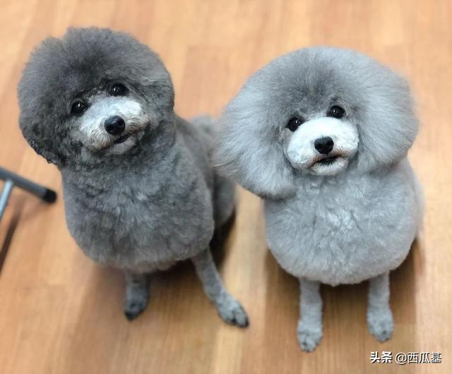 贵宾犬有几种美容造型图片