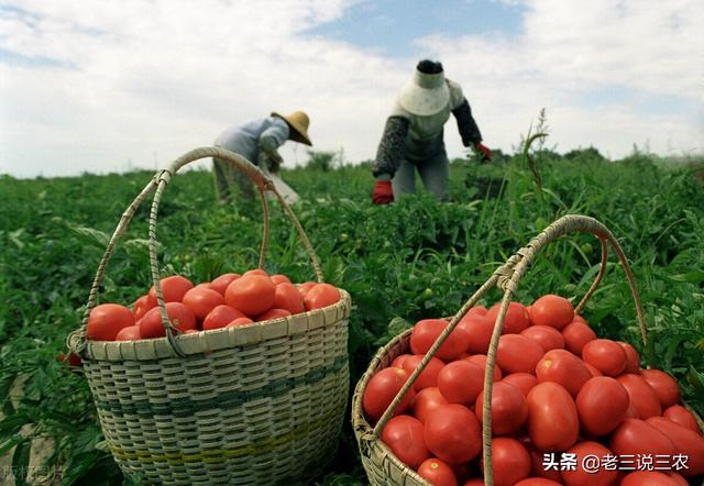 西红柿，白菜，茄子生病了？自制抗病抗虫杀菌剂，苗期一喷都羡慕15