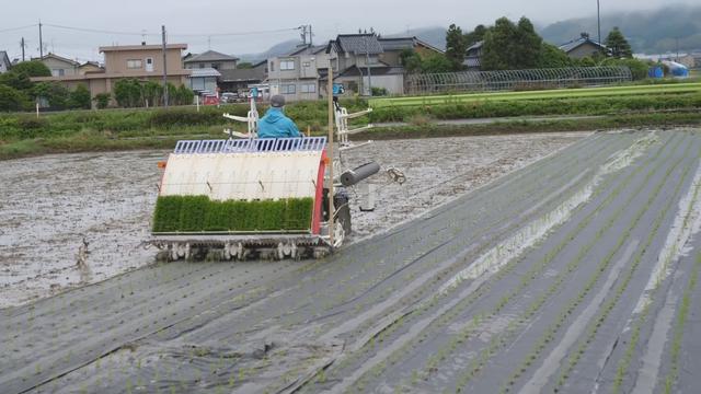 日本：用纸膜替代塑料薄膜的水稻种植技术，50天后分解成氮肥6