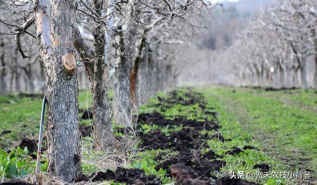 果树全年有三次施肥黄金期，施肥的时间、种类、方法和原则告诉你13