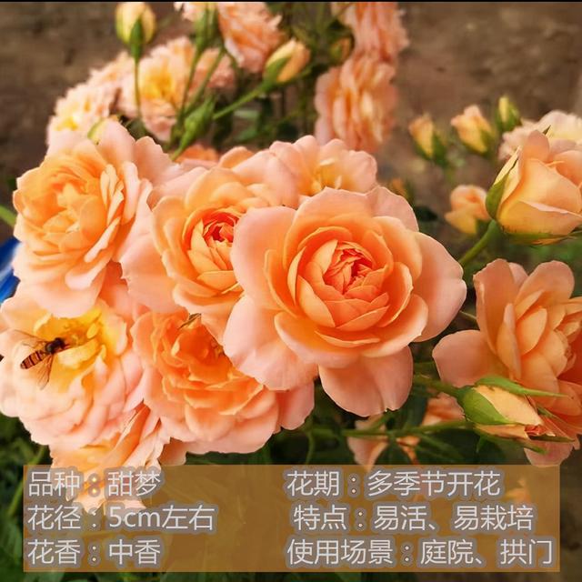 月季花是什么颜色的