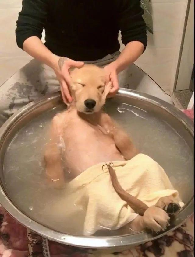 狗狗舔人有哪些好处（狗狗舔人的几大好处）(12)