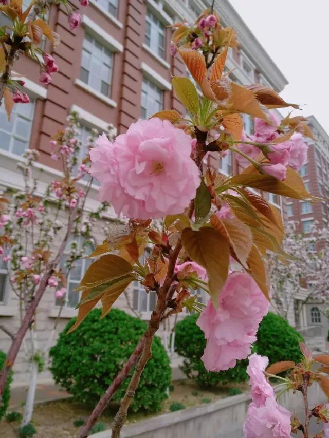 天津外国语大学滨海外事学院