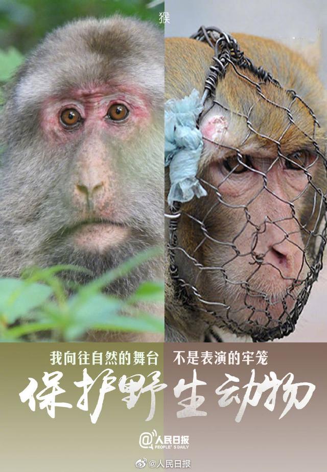 今天，是世界动物日