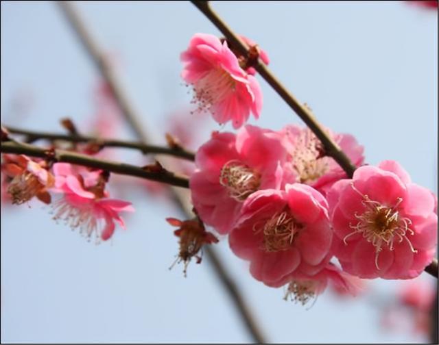 澳门市花