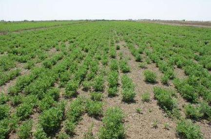紫花苜蓿栽培技术 苜蓿种植方法 牧草之王-紫花苜蓿播种栽植方法及