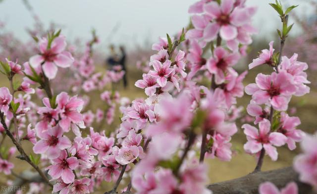 过生日送什么花