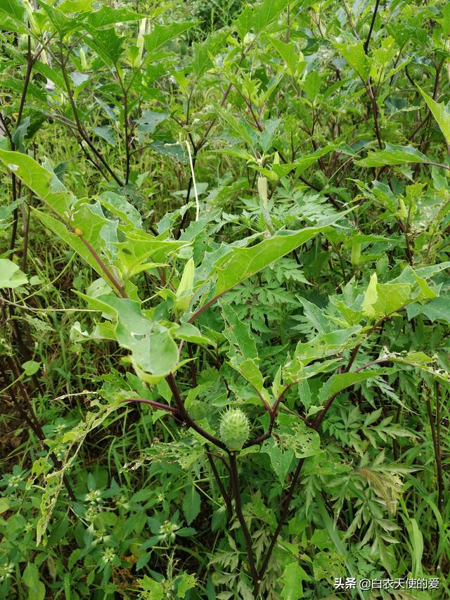 曼陀罗花花语