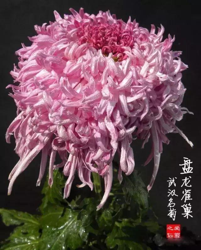 菊花的颜色