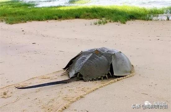 海鲜有什么种类