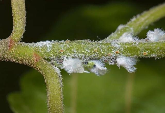 夏天烦人的蚧壳虫，有太多方法预防和清除了，赶紧学起来9