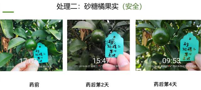 阿维菌素+氟啶胺，杀菌杀螨两不误！在柑橘嫩梢、果实上都能用9