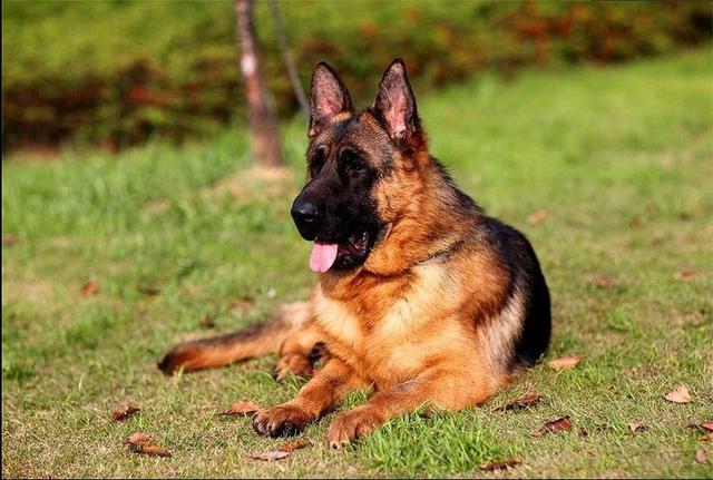 德国牧羊犬吃什么(德国牧羊犬吃什么食物最好) 资讯 第5张