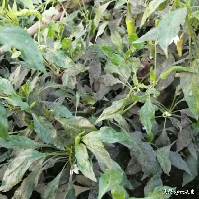 辣椒煤污病用什么药？白粉虱用什么药能打干净？打药防治有技巧1