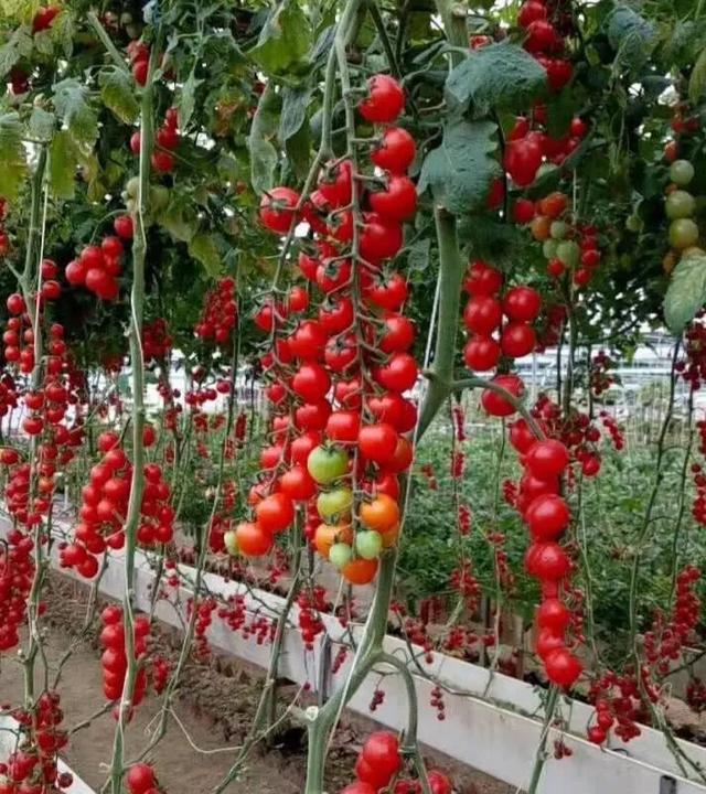 深圳机械展可以带小孩