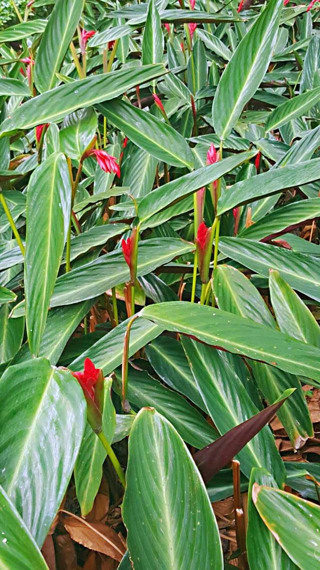 紫背竹芋