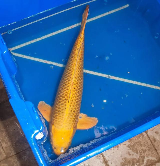 花生油过滤机的渣子能喂鱼吗