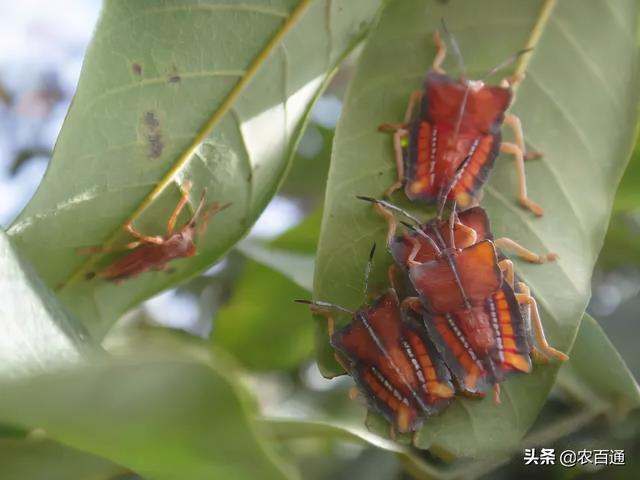 荔枝蝽“臭屁虫”的防治技术4