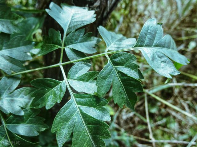 蔬菜招蚜虫不想喷药，老农传授3个新土招，招招有效9