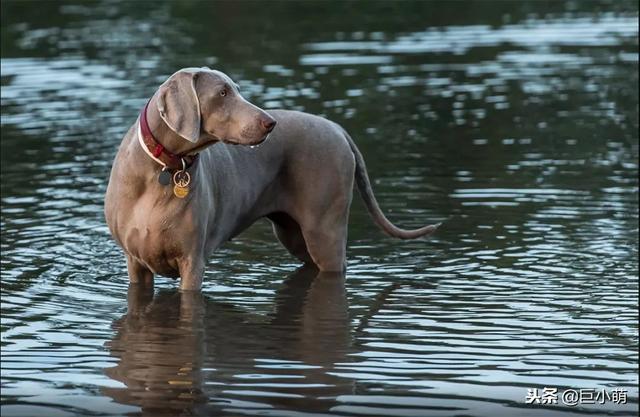 威玛猎犬