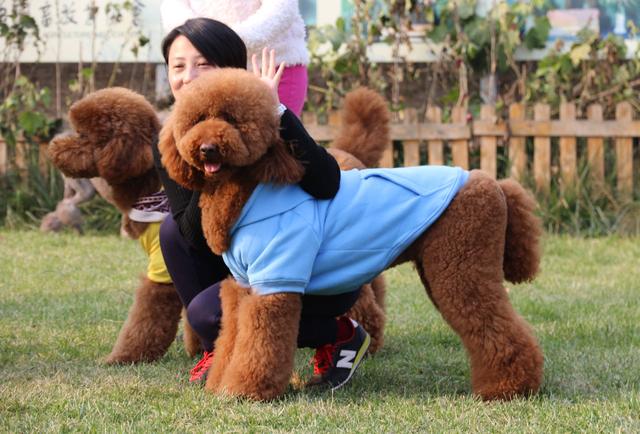 秋田犬八千