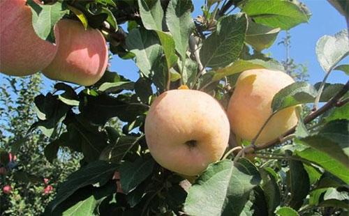 苹果“心”发霉，生产上如何辨别？又该如何防治呢？