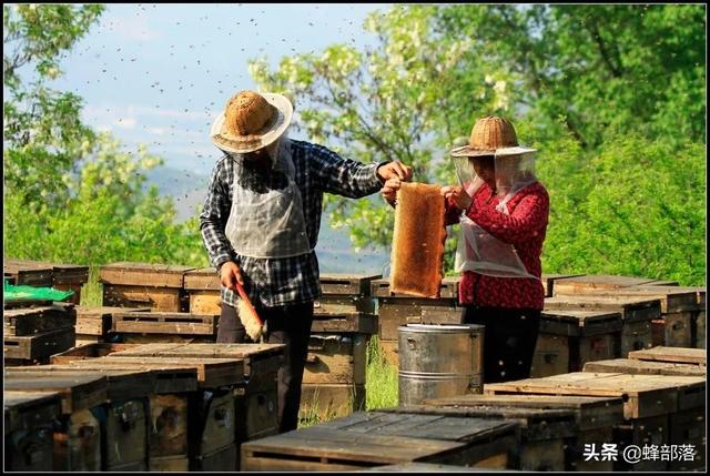 害虫躲进树干蛀食树心，农村人使出“隔空打虫”，3招轻松解决3