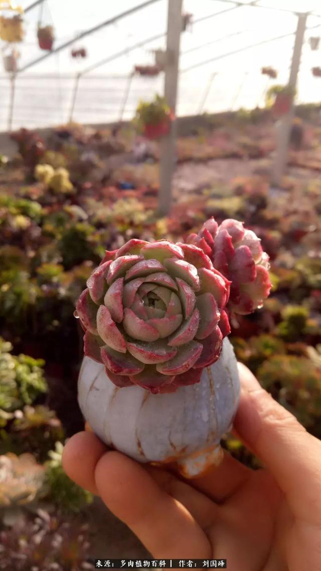 多肉植物网站