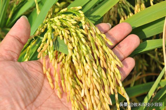种植水稻巧补硅，前期长势好、后期产量高！水稻硅肥正确使用方法3