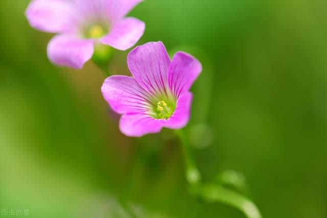 白菊花代表什么意思