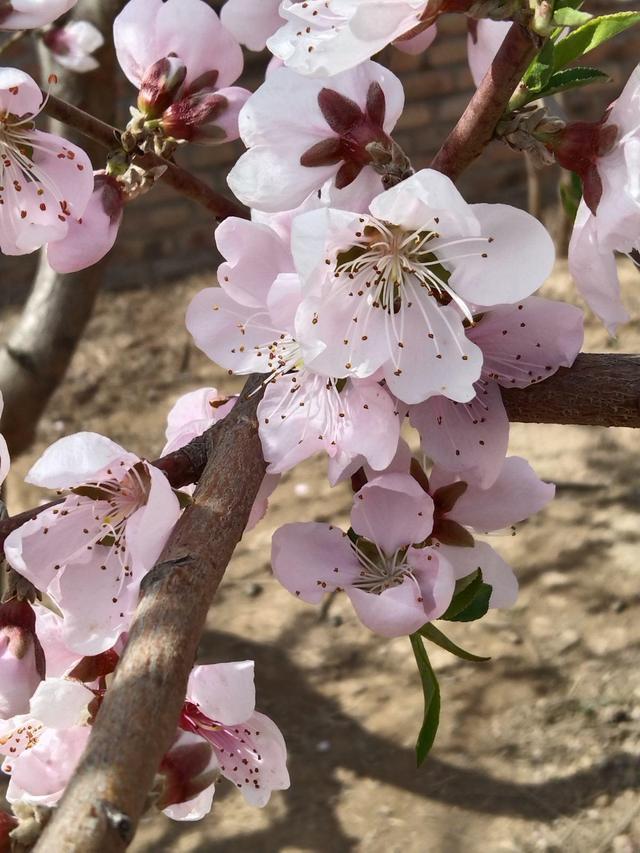 春天的花有哪些 春天的花有哪些（春天的花有哪些颜色） 生活