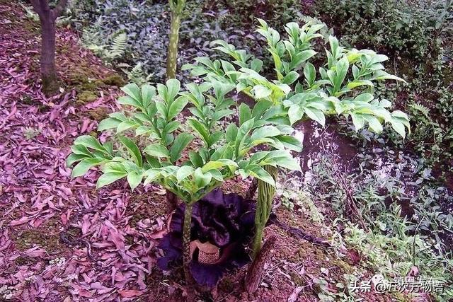 天南星科植物
