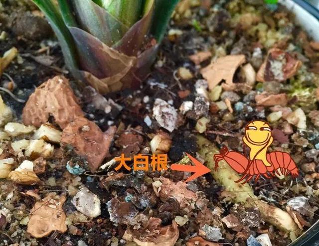 鱼鳞在土里多久腐烂
