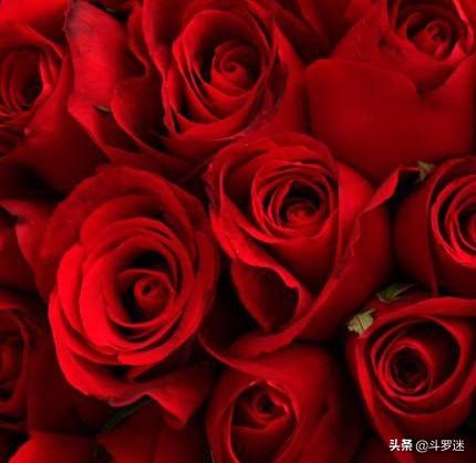 玫瑰代表什么