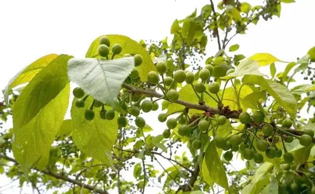 大樱桃病虫害防治用药介绍！