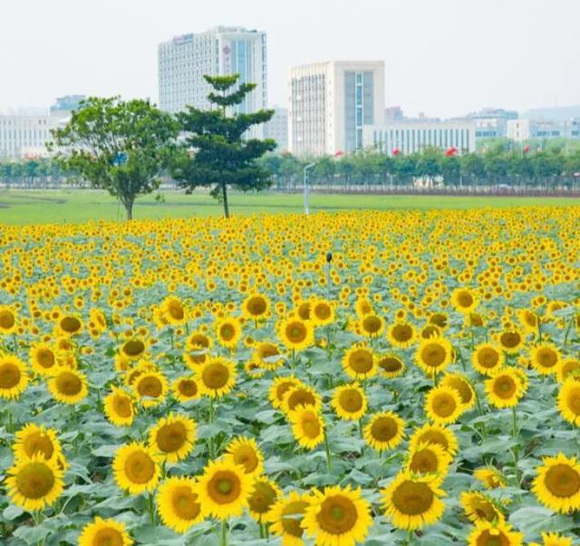 深圳机械展可以带小孩