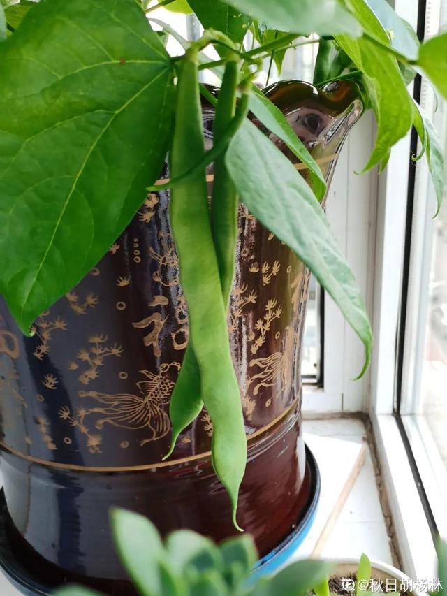 阳台种菜 阳台种菜（阳台种菜用什么土） 生活