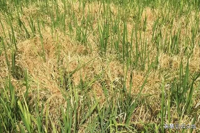 高温天气，水稻田用氰氟草酯、噁唑酰草胺防除稗草效果变差3